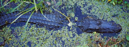 Alligator Swimming in a River, Florida by Panoramic Images art print