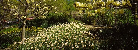 Flowers in Central Park, Manhattan, New York City by Panoramic Images art print