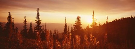 Firweed At Sunset, Montana by Panoramic Images art print