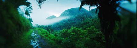 Rainforest in Cayo District, Belize by Panoramic Images art print