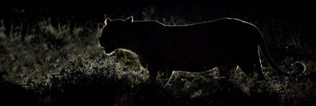 Silhouette of African Lion, Tanzania by Panoramic Images art print