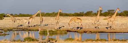 Giraffes, Etosha National Park, Namibia by Panoramic Images art print