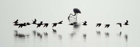 Flamingos, Lake Manyara, Tanzania by Panoramic Images art print