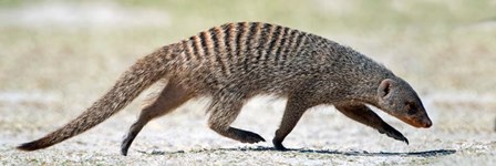 Mongoose, Etosha National Park, Namibia by Panoramic Images art print