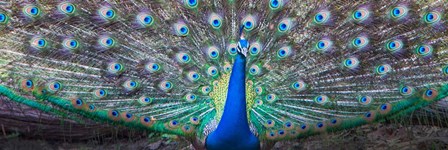 Dancing Peacock, India by Panoramic Images art print