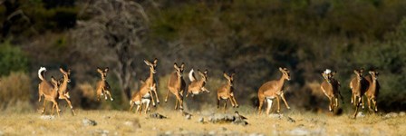 Black-Faced Impala, Etosha National Park, Namibia by Panoramic Images art print