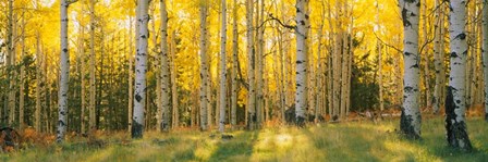 Coconino National Forest, Arizona by Panoramic Images art print