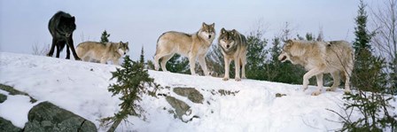 Gray wolves, Massey, Ontario, Canada by Panoramic Images art print