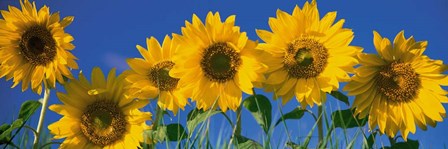 Sunflowers in a Row by Panoramic Images art print