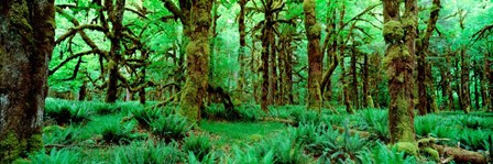 Rain Forest, Olympic National Park, Washington State by Panoramic Images art print