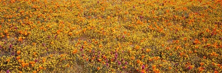 Poppy Reserve Mojave Desert, California by Panoramic Images art print