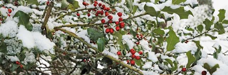 Holly Berries Covered in Snow by Panoramic Images art print