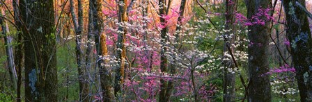 Virginia, Shenandoah National Park by Panoramic Images art print