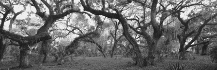 Lake Kissimmee State Park, Florida by Panoramic Images art print