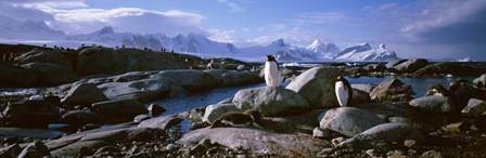 Penguins on Peterman Island by Panoramic Images art print