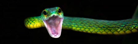 Green Vine Snake, Costa Rica by Panoramic Images art print