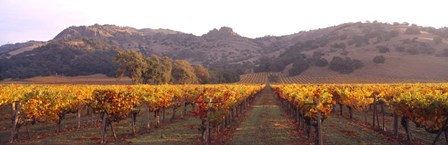 Stag&#39;s Leap Wine Cellars, Napa Valley, CA by Panoramic Images art print