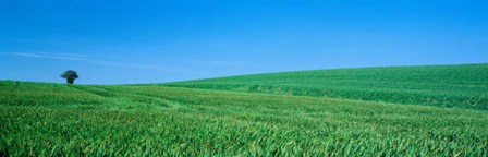 Field Hertfordshire, England by Panoramic Images art print