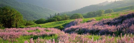 Yellowstone National Park in Spring, WY by Panoramic Images art print