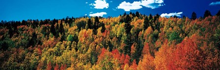 Fall Durango, Colorado by Panoramic Images art print