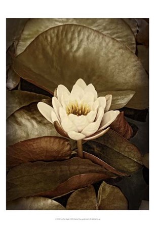 Lily Pad Single by Rachel Perry art print