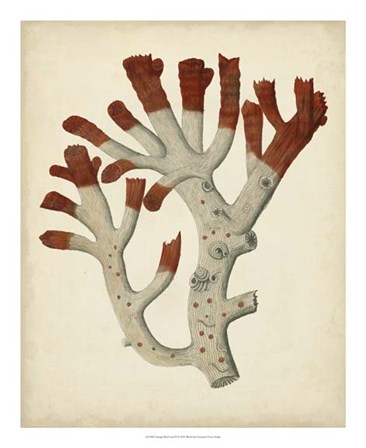 Antique Red Coral VI by Vision Studio art print