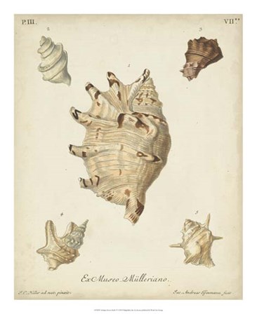 Antique Knorr Shells IV by George Wolfgang Knorr art print