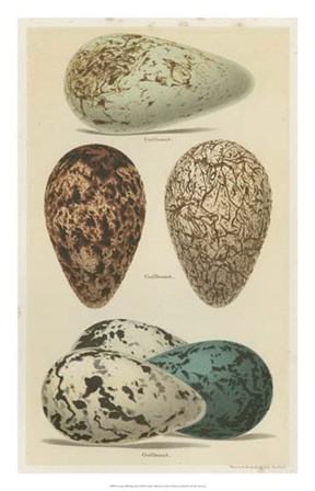 Antique Bird Egg Study I by Henry Seebohm art print