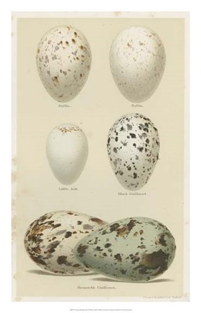 Antique Bird Egg Study II by Henry Seebohm art print