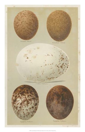 Antique Bird Egg Study III by Henry Seebohm art print