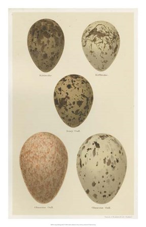 Antique Bird Egg Study IV by Henry Seebohm art print