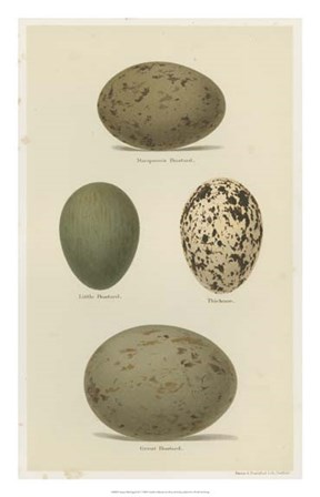 Antique Bird Egg Study V by Henry Seebohm art print