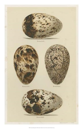 Antique Bird Egg Study VI by Henry Seebohm art print