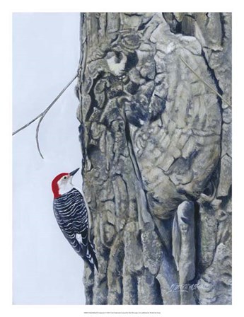 Red Bellied Woodpecker I by Fred Szatkowski art print
