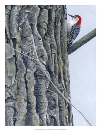 Red Bellied Woodpecker II by Fred Szatkowski art print