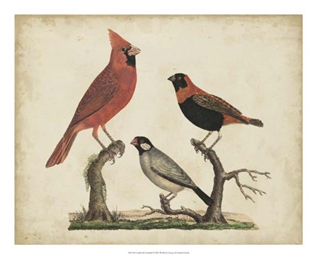 Cardinal &amp; Grosbeak by Friedrich Strack art print