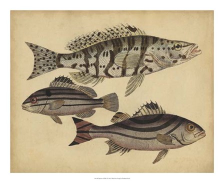 Species of Fish I by Friedrich Strack art print