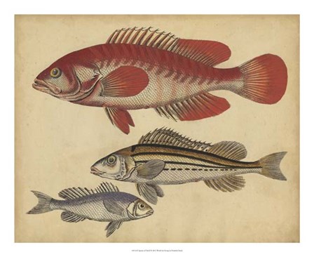 Species of Fish II by Friedrich Strack art print