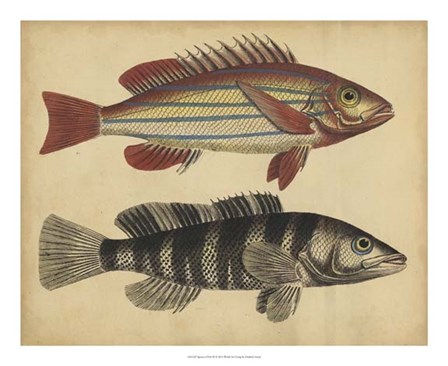 Species of Fish III by Friedrich Strack art print