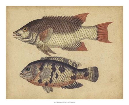 Species of Fish IV by Friedrich Strack art print