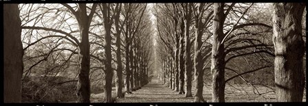 Hamptom Gates Promenade I by Alan Blaustein art print