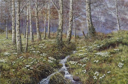 Snowdrop Dell by Bill Makinson art print
