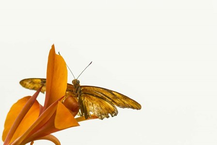 A Kiss of Orange by Chris Moyer art print