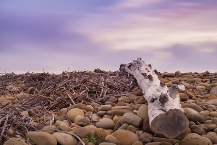 Driftwood View by Chris Moyer art print