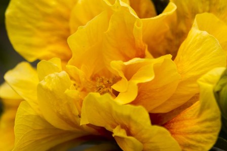 Hibiscus Folds by Chris Moyer art print