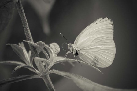 Patiently Wait by Chris Moyer art print