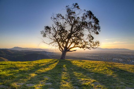 Tree Shadows by Chris Moyer art print