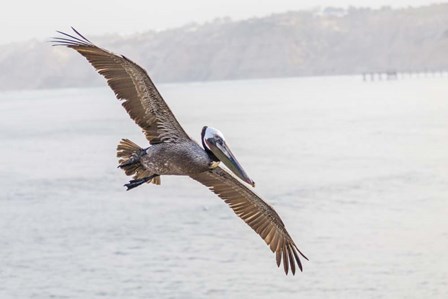 Pelican Spread by Chris Moyer art print