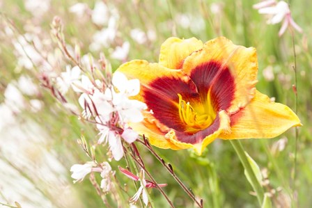 Soft Beauty by Chris Moyer art print