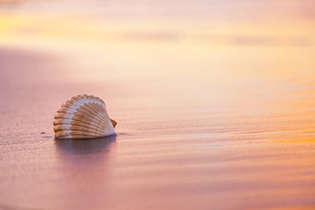 Shellsoft by Chris Moyer art print